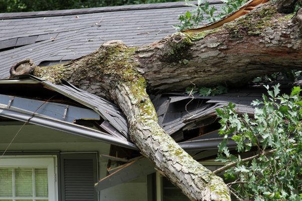 Storm Remediation in Nokomis